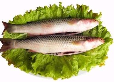 梭魚.jpg